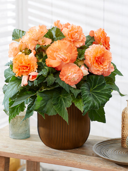 Begonia Bulbs AmeriHybrid® Picotee Ruffled Apricot | DutchGrown™ UK