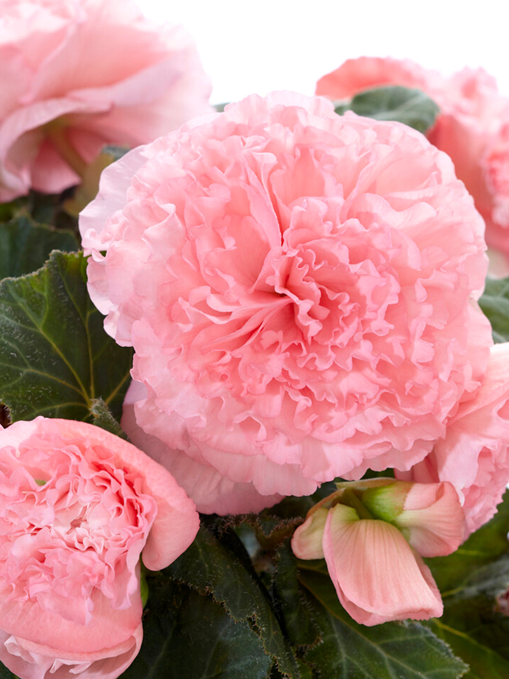 Pink Ruffled Flowers Begonia Bulbs AmeriHybrid® Picotee Ruffled Pink | DutchGrown™ UK