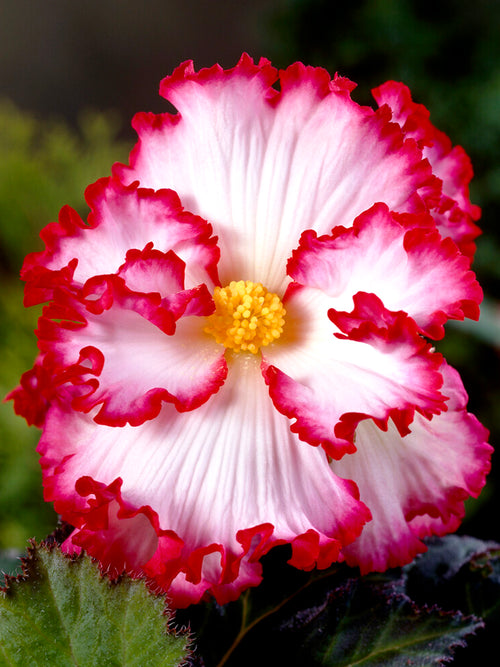 Begonia Crispa Marginata White/Red