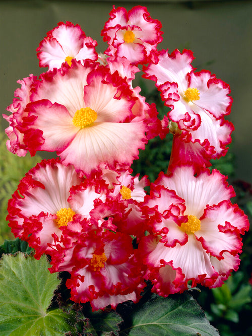 Begonia Crispa Marginata White/Red