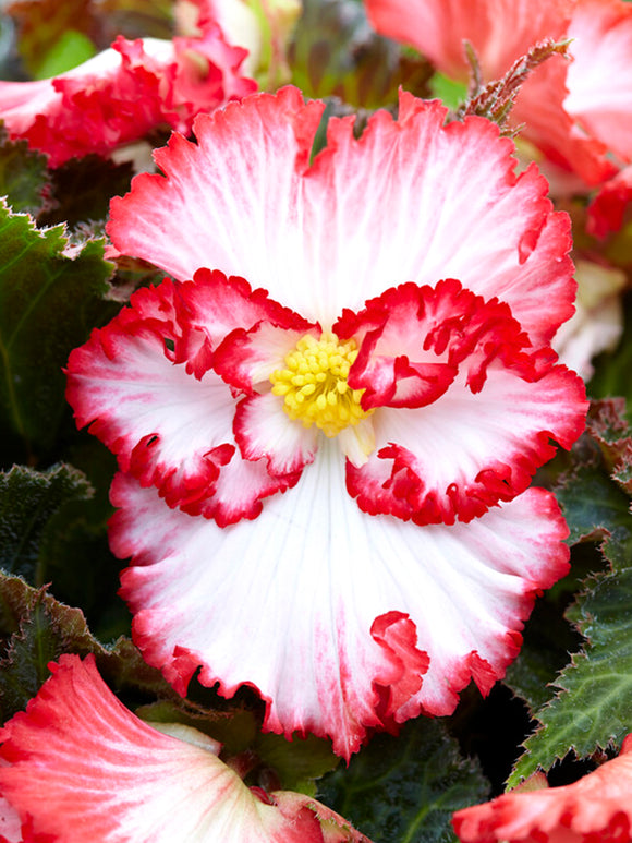 Begonia Crispa Marginata White/Red