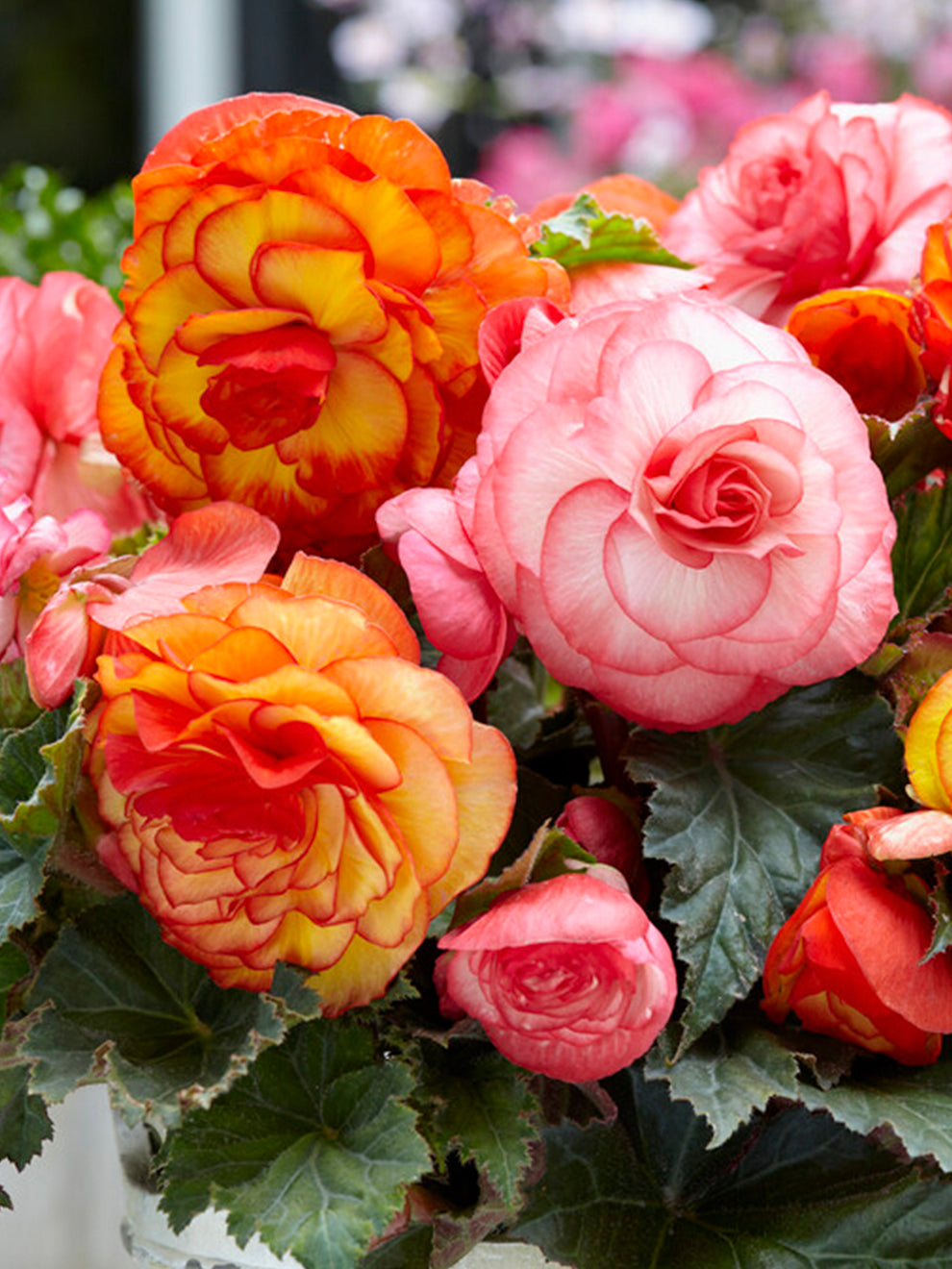Begonia Tropical Mix DutchGrown™ UK