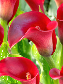 Calla Lily Callafornia Red