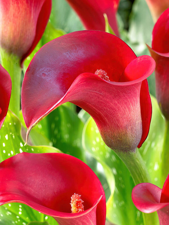 Calla Lily Callafornia Red Calla Lily Bulbs DutchGrown™ UK