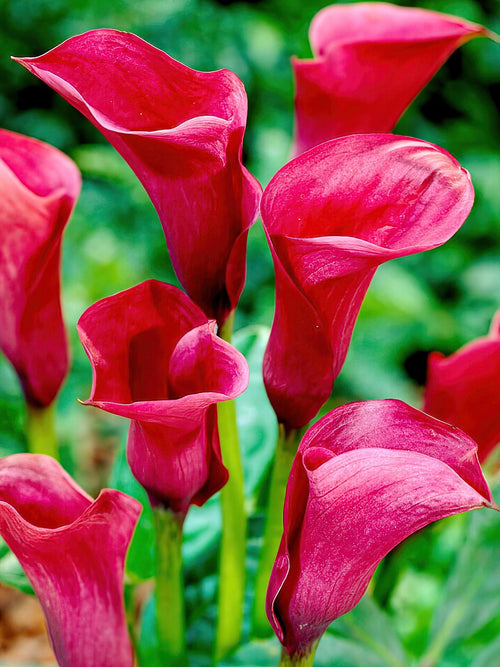 Calla Lily Callafornia Red Calla Lily Bulbs DutchGrown™ UK