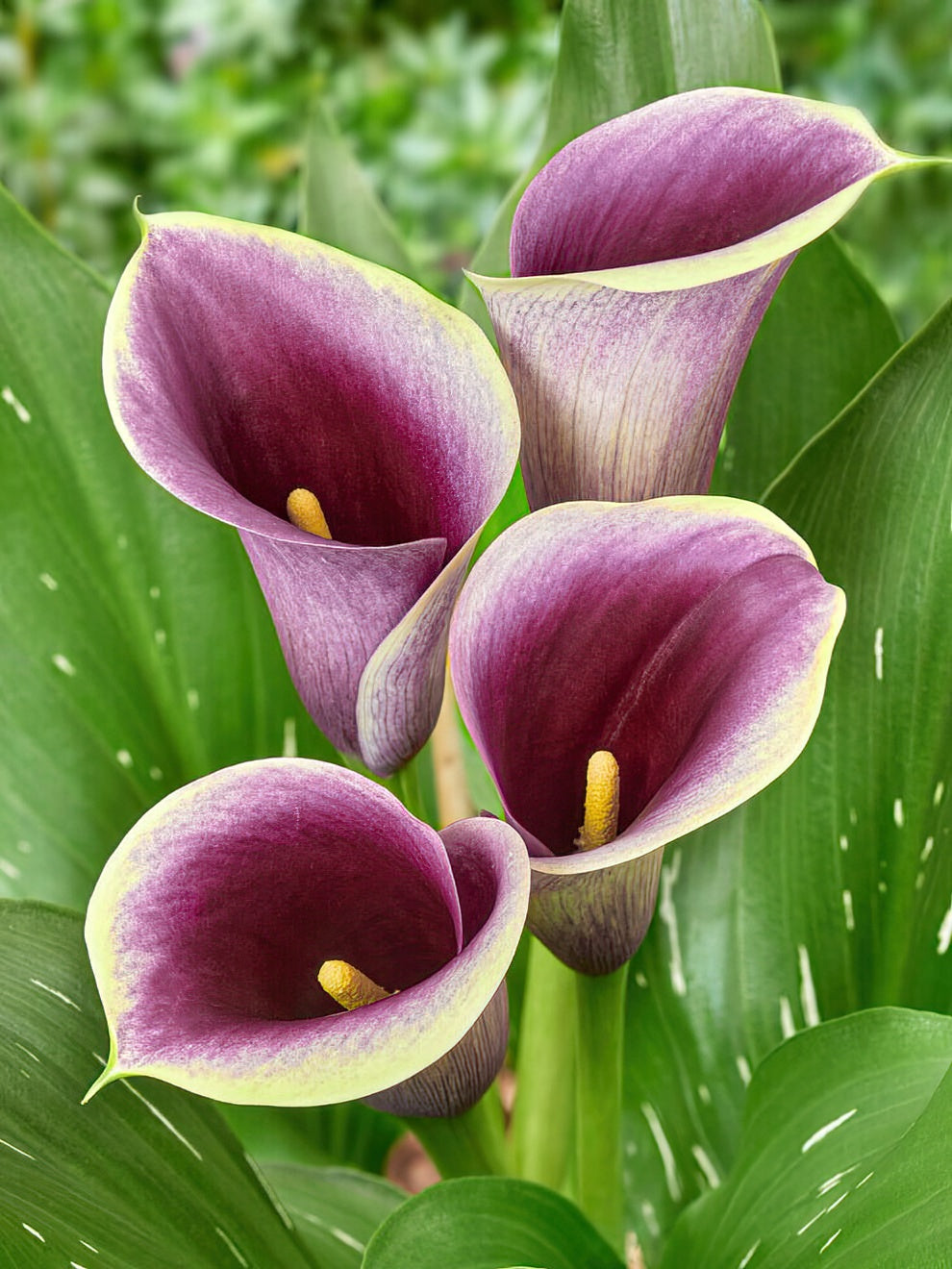 Calla Lily Captain Ranomi Calla Lily Bulbs DutchGrown™ UK