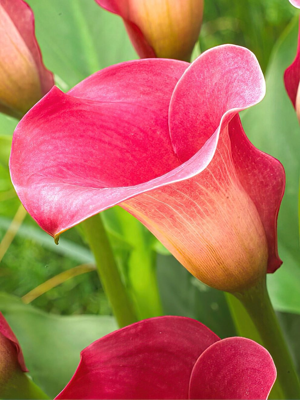 Calla Ultima Calla Lily Captain Romance | Calla Lily Bulbs | DutchGrown™ UK