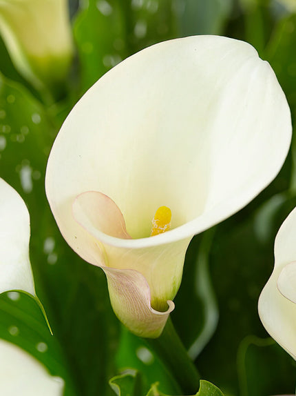 Calla Lily Bulbs For Sale | Shop Top-Quality Bulbs Now