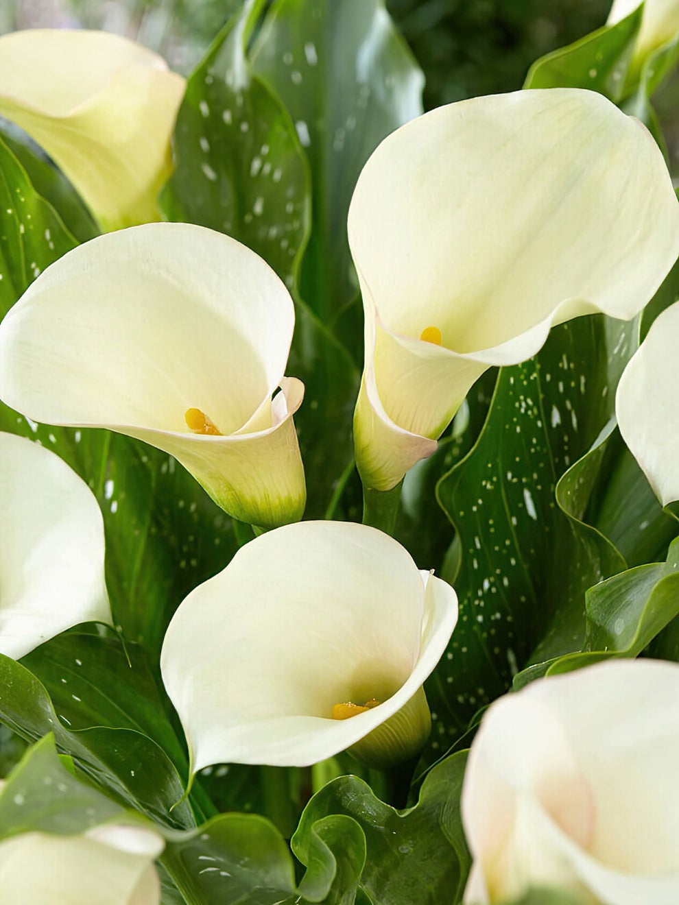 Calla Ultima Calla Lily Captain Ventura | Calla Lily Bulbs | DutchGrown™ UK