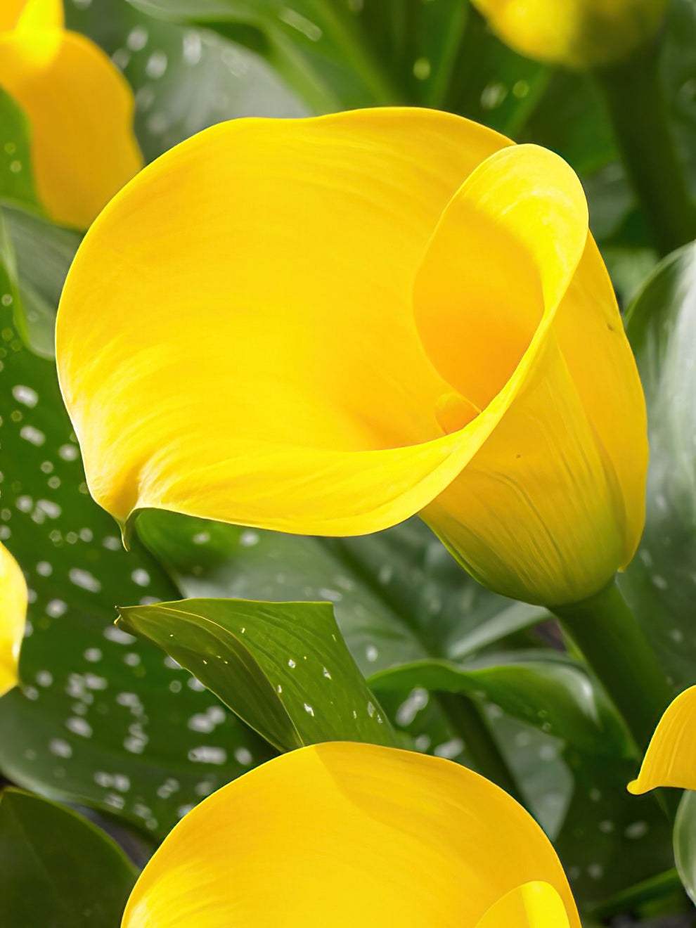 Calla Lily Copacabana Calla Lily Bulbs DutchGrown™ UK