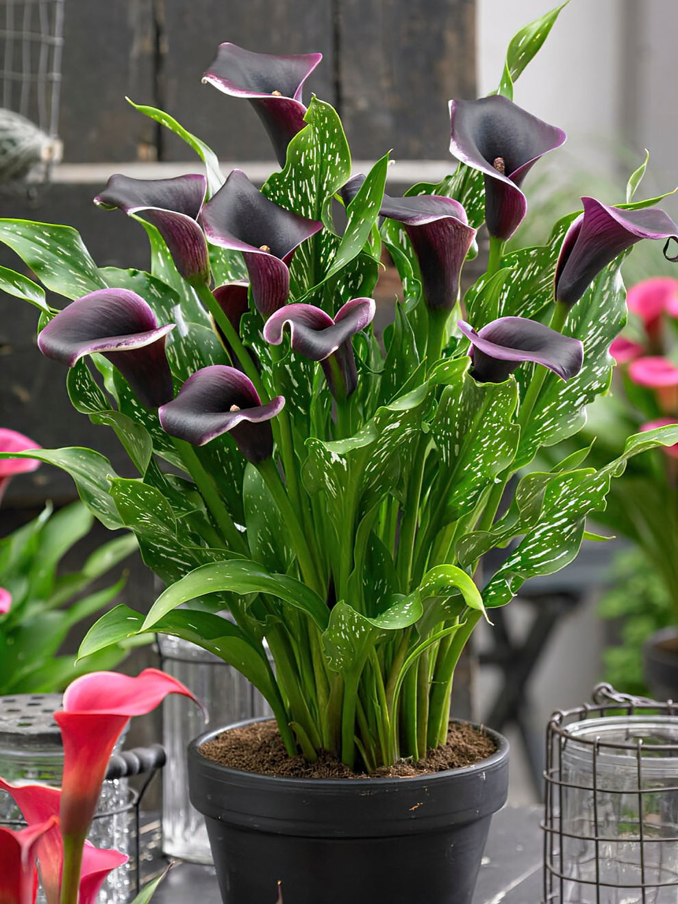 Calla Lily Dubai Nights Calla Lily Bulbs DutchGrown™ UK
