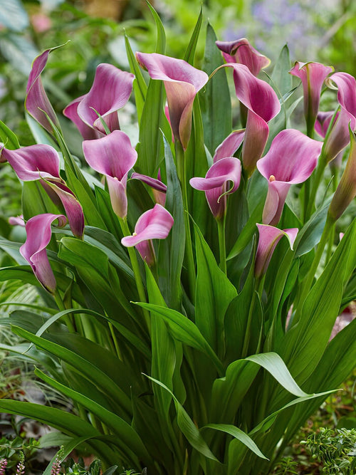 Calla Lily Grape Velvet Purple Calla Lilies DutchGrown™ UK