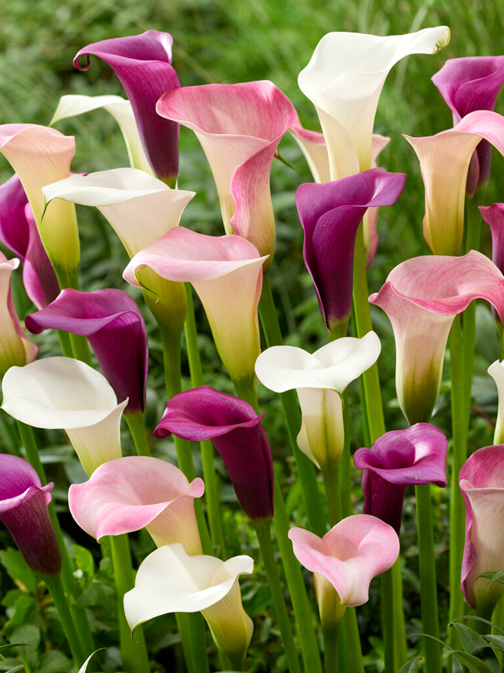Calla Lily Lavender Lace Collection | Calla Lily Bulbs | DutchGrown™ UK