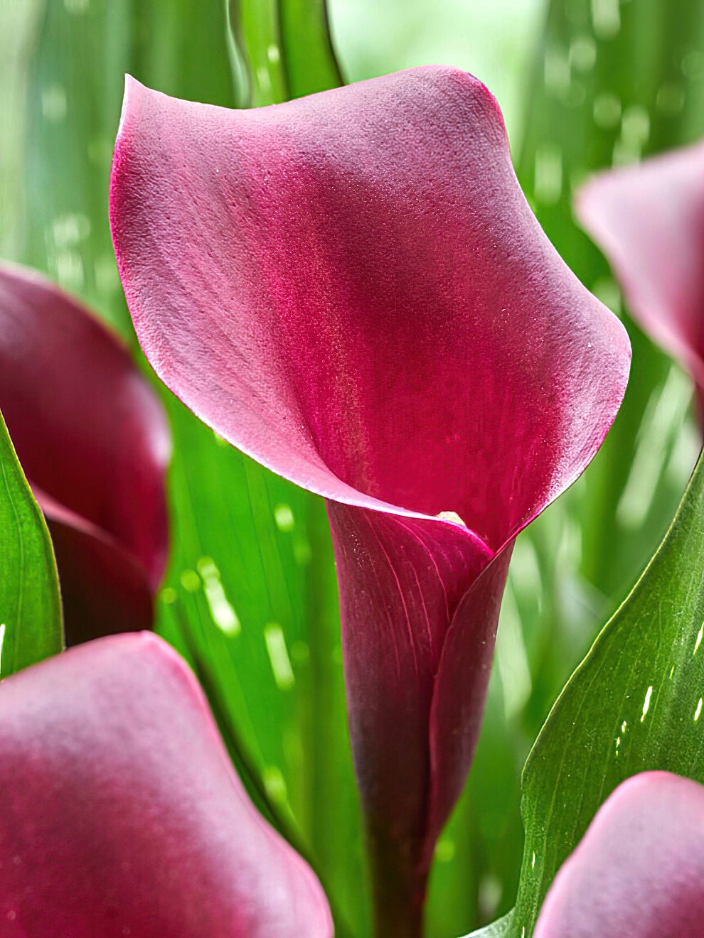 Calla Lily Macau Calla Lily Bulbs DutchGrown™ UK