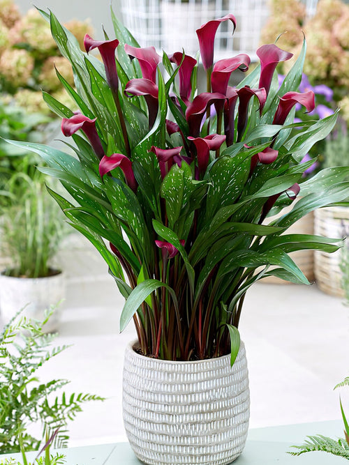Calla Lily Macau Calla Lily Bulbs DutchGrown™ UK