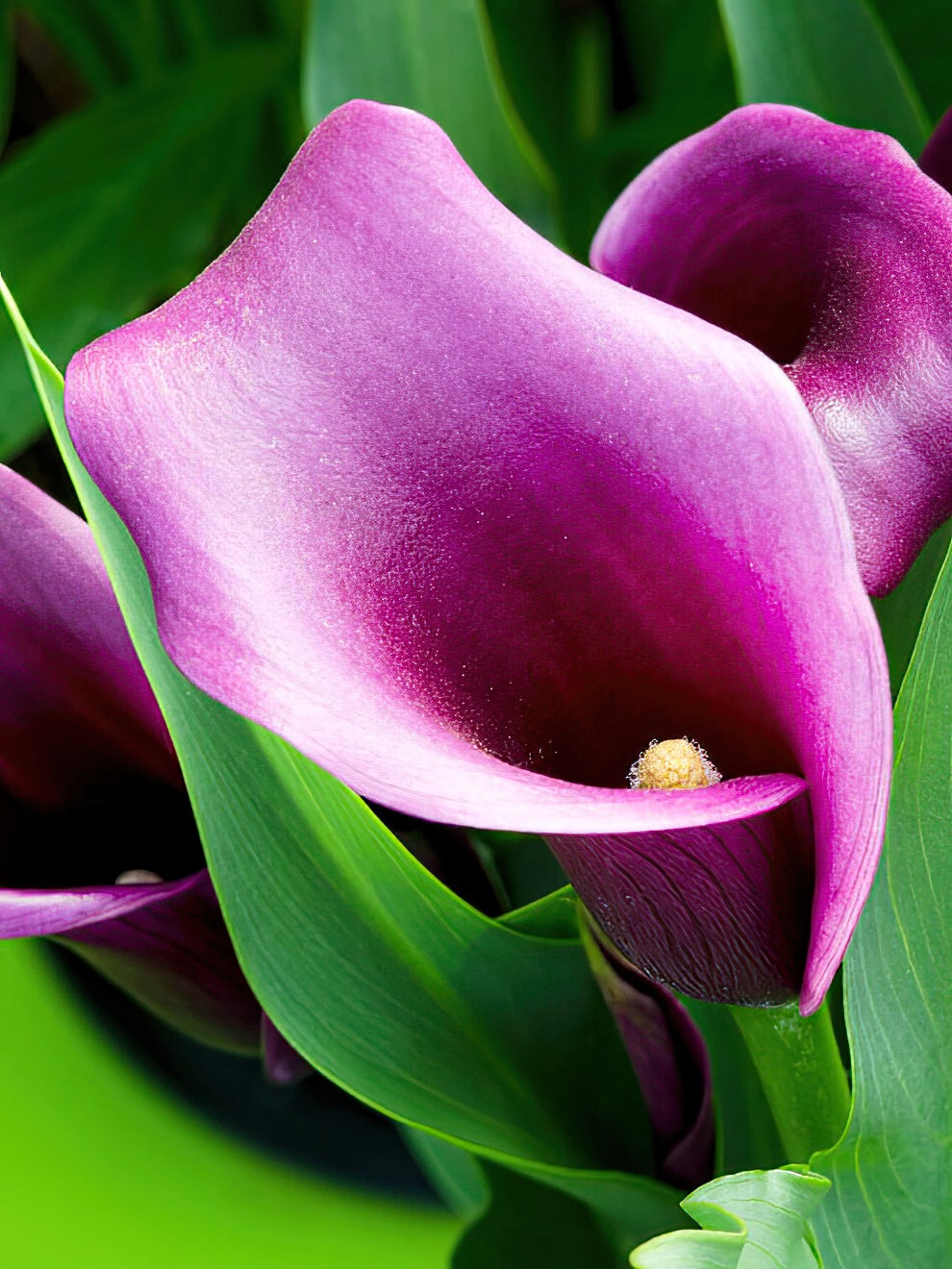 Calla Lily Paco Calla Lily Bulbs DutchGrown™ UK
