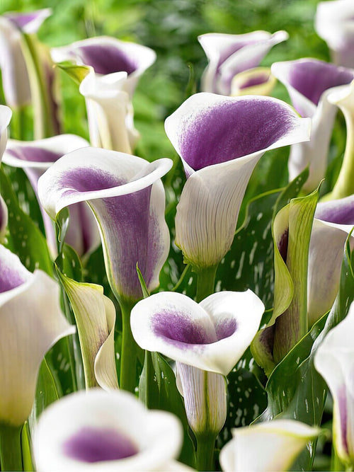 Calla Lily Picasso Calla Lily Bulbs DutchGrown™ UK