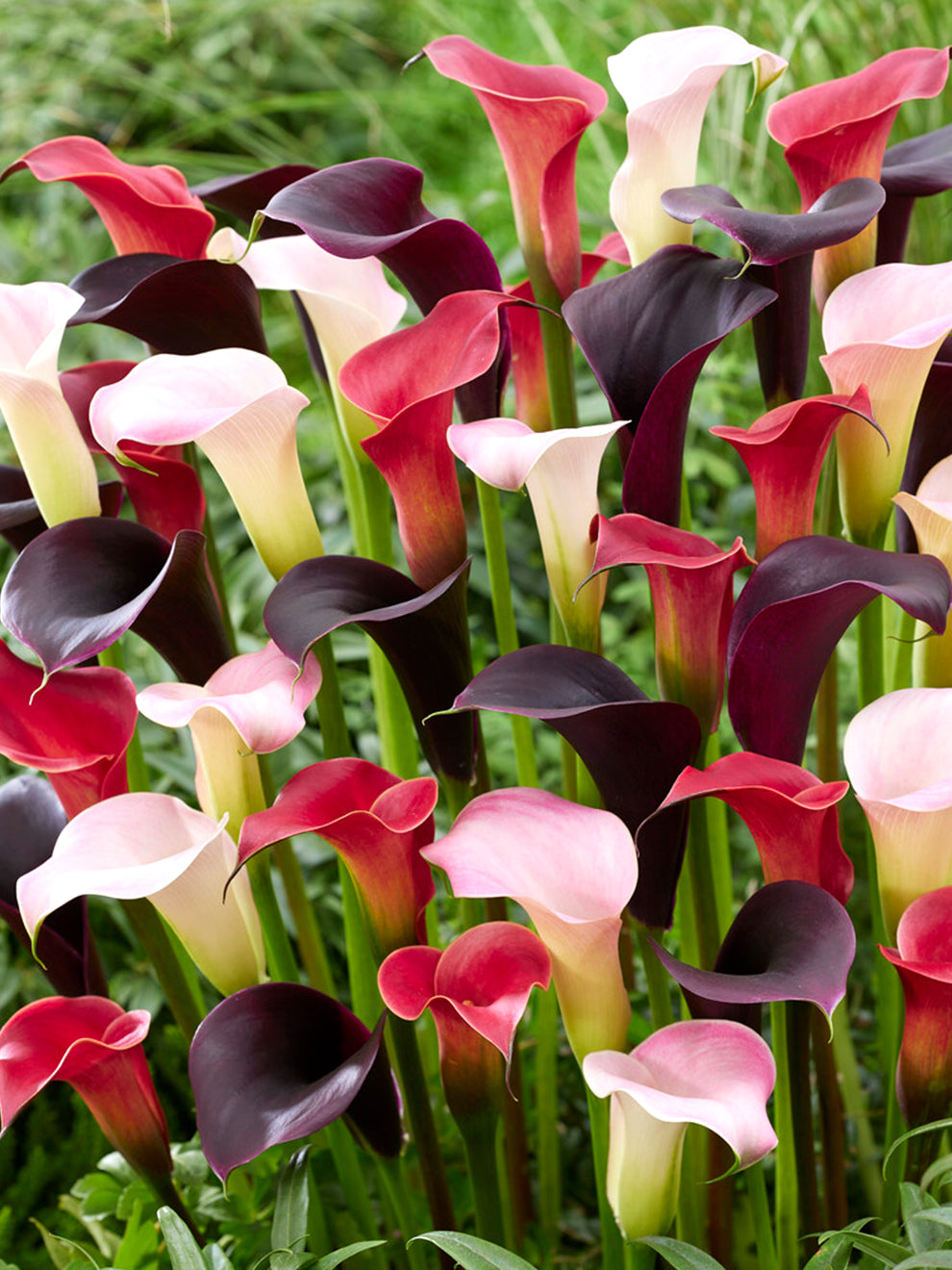Calla Lily Twilight Trio Collection | Calla Lily Bulbs | DutchGrown™ UK