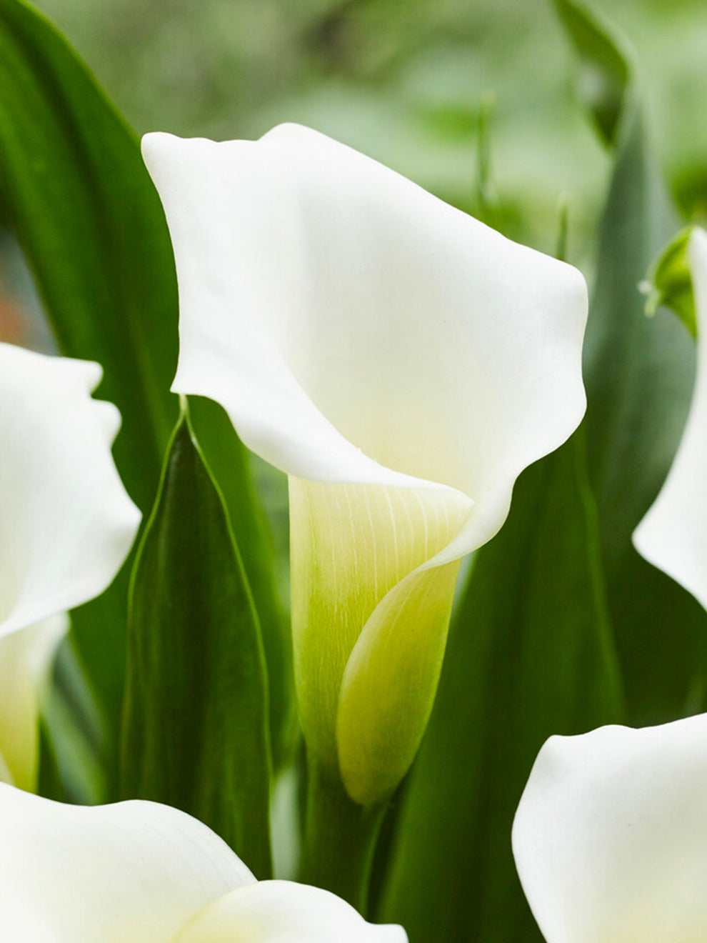 Calla Calla Lily White Art | Calla Lily Bulbs | DutchGrown™ UK