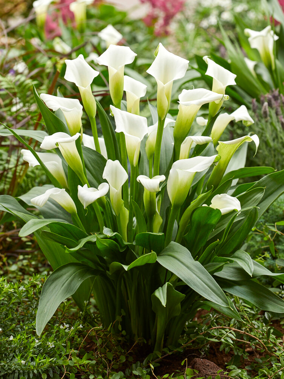 Calla Lily White Art | Calla Lily Bulbs | DutchGrown™ UK
