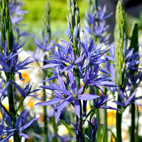 Camassia Indian Hyacinth Bulbs - Blue Camassia Esculenta