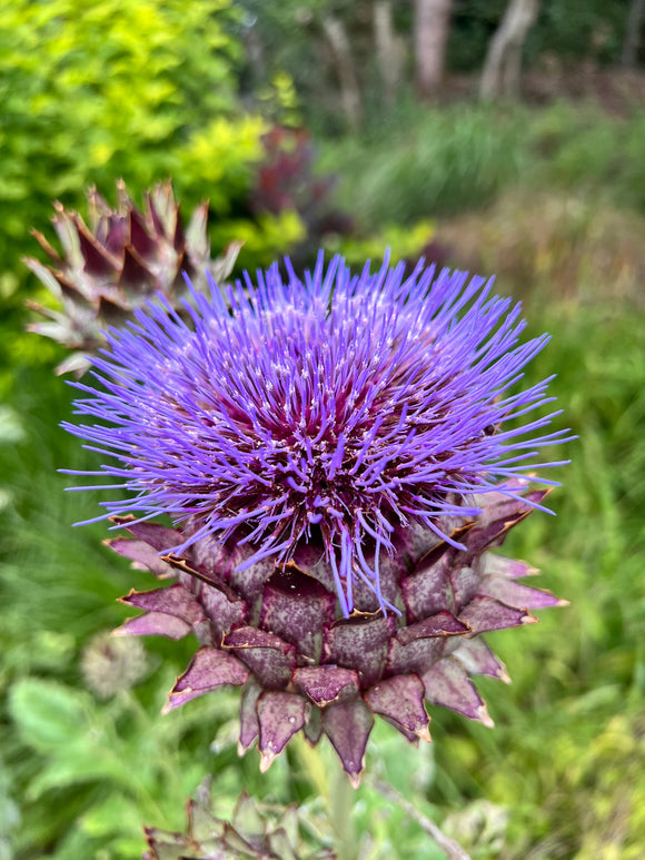 Bare Roots Cardoon (Artichoke Thistle)