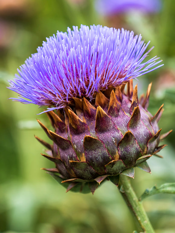 Cardoon (Artichoke Thistle)