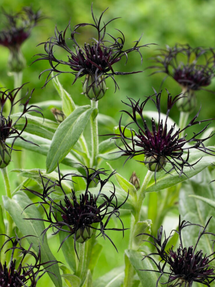 Centaurea Black Sprite