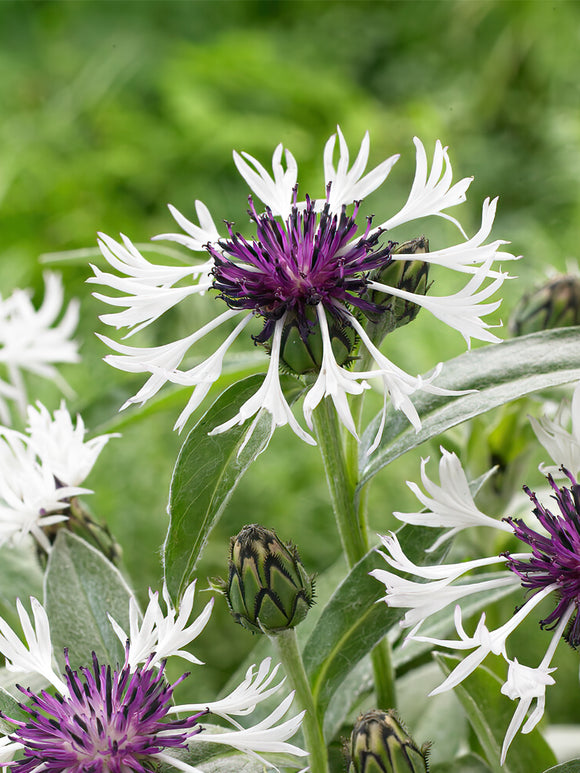 Centaurea Amethyst in Snow