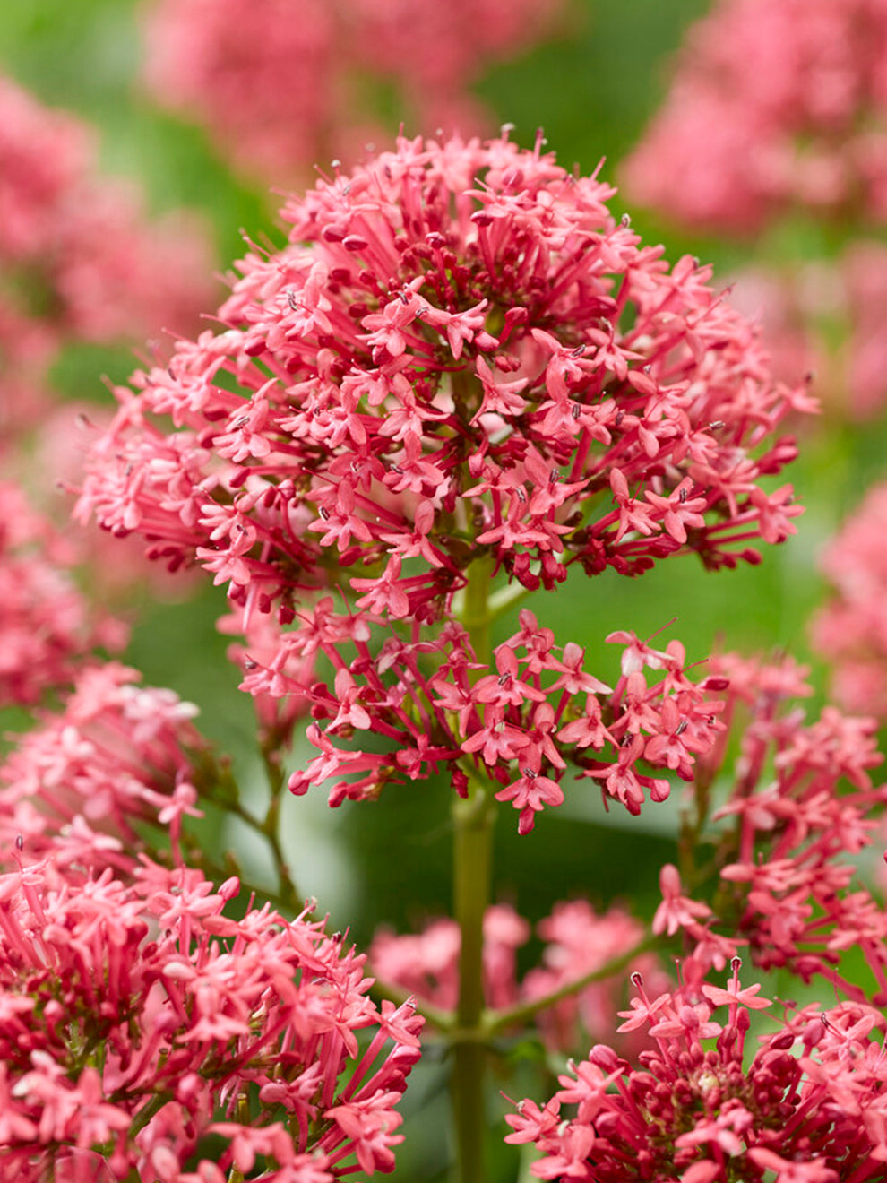 Centrantus Ruber Centranthus ruber 'Coccineus' – Red Valerian | DutchGrown™ UK