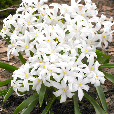 Chionodoxa Lucilea Alba (Glory of the Snow) - Early Blooming White Flower Bulbs