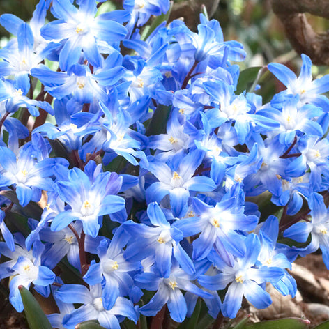 Chionodoxa (Glory of the Snow) Chionodoxa Lucilea (Glory of the Snow) - Early Blooming Blue Naturalizing Flowers