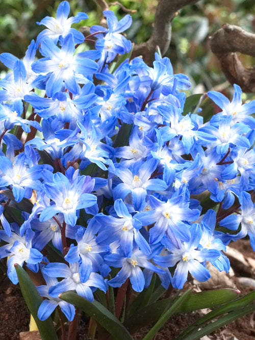 Chionodoxa Lucilea (Glory of the Snow) - Early Blooming Blue Naturalizing Flowers