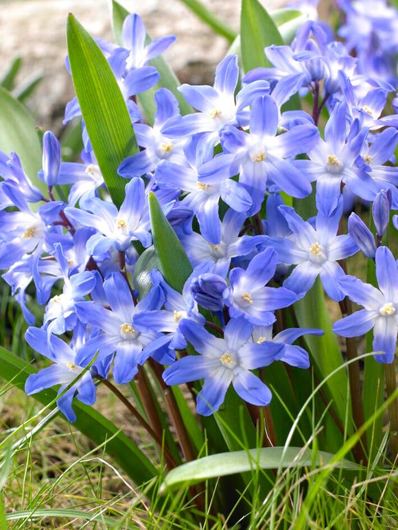 Chionodoxa Lucilea (Glory of the Snow) - Early Blooming Blue Naturalizing Flowers