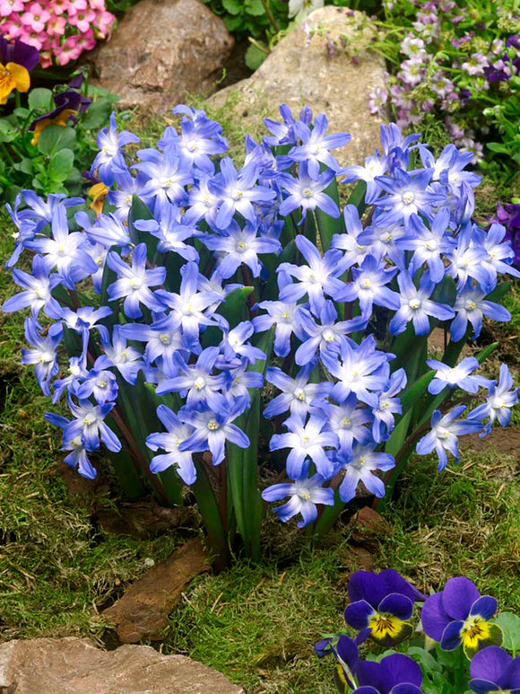 Chionodoxa Lucilea (Glory of the Snow) - Blue Naturalizing Bulbs