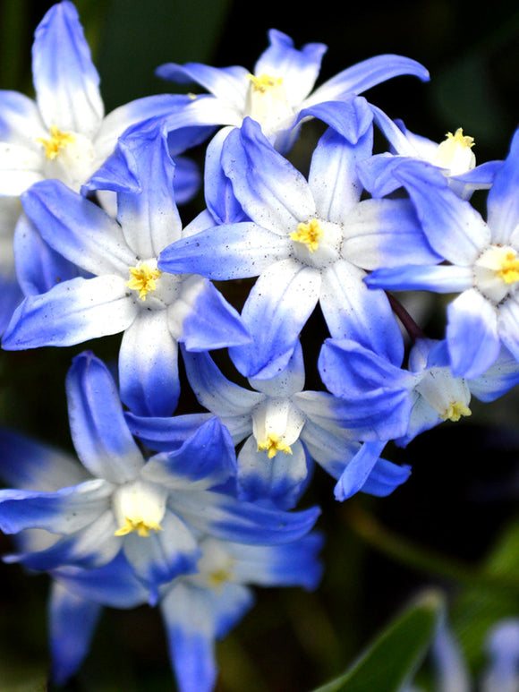 Chionodoxa Lucilea (Glory of the Snow) - Blue Naturalizing Bulbs