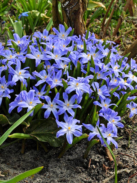 Chionodoxa Lucilea (Glory of the Snow) - Blue Easy Naturalizing Bulbs