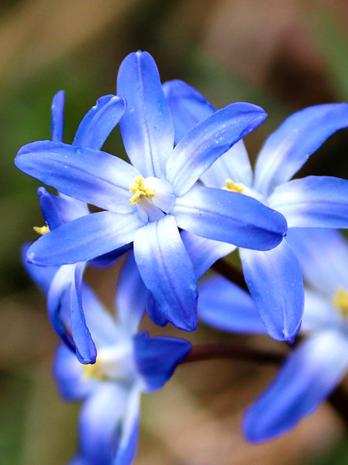 Chionodoxa Lucilea (Glory of the Snow) - Blue Easy Naturalizing Bulbs