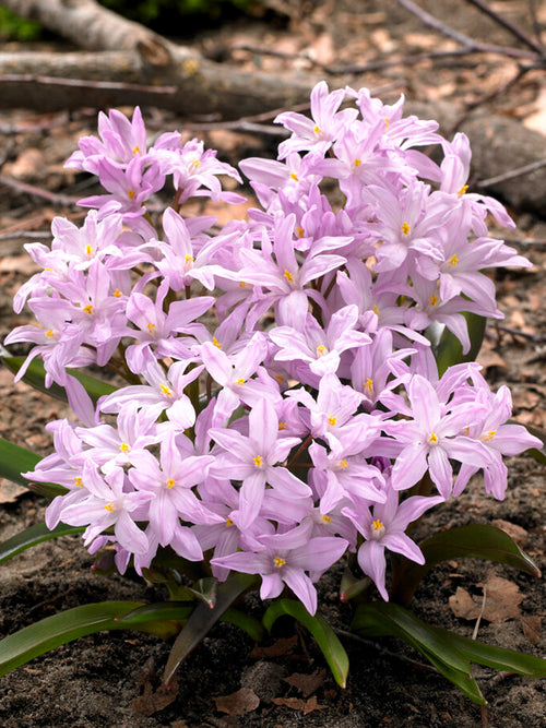 Chionodoxa Lucilea Rose Queen - Glory of the Snow