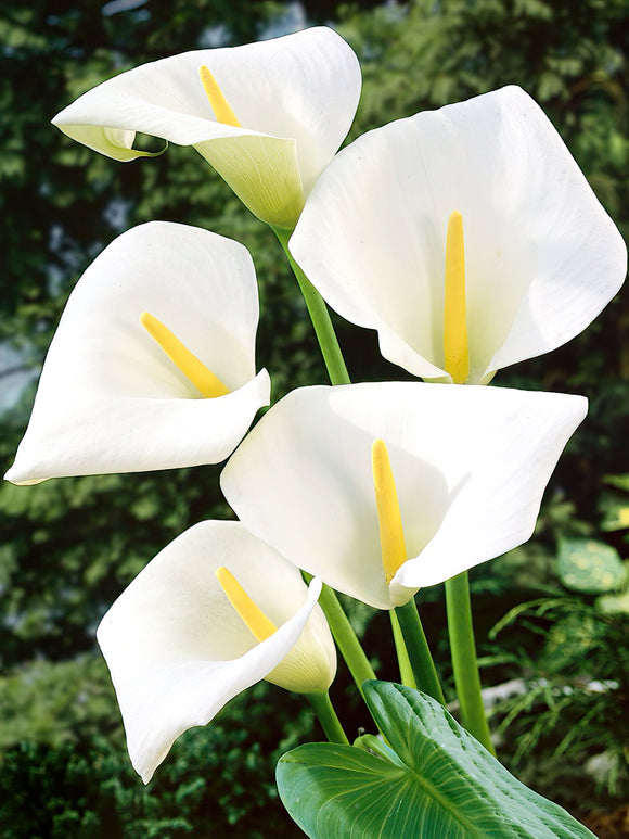 Large, white calla lily for autumn planting 