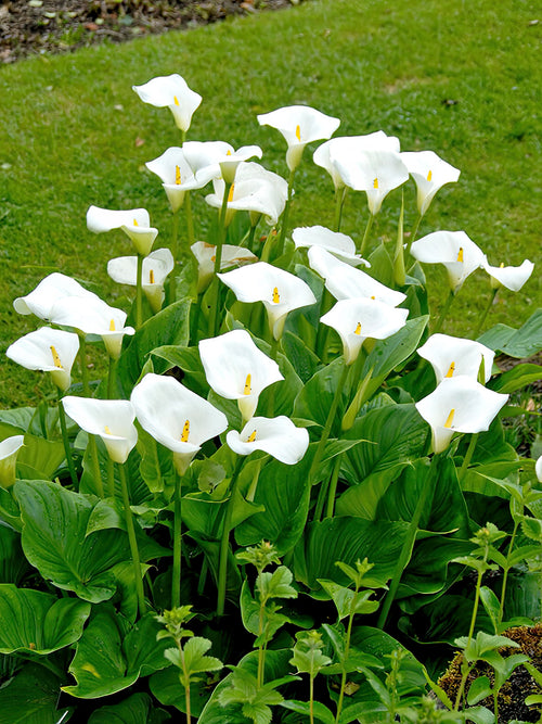 Large white Calla Lily, Aethopica