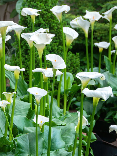 Classic Large White Calla Lily for autumn planting and shipping to UK