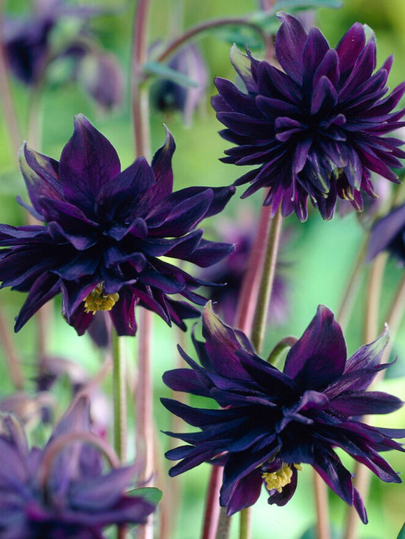 Columbine (Aquilegia) Black Barlow Bare Roots