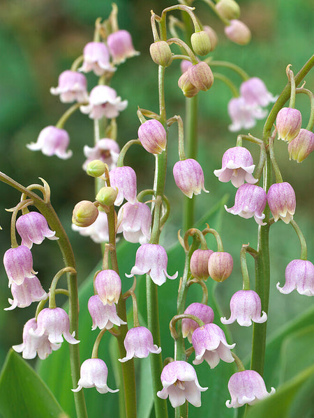 pink lily flower meaning lily of the valley 3 Bare roots
