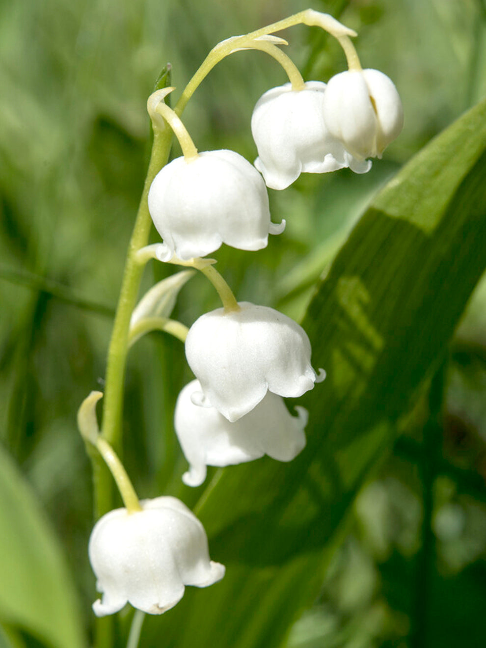 Convallaria majalis (Lily-of-the-Valley) Pips - Buy Lily of the Valley