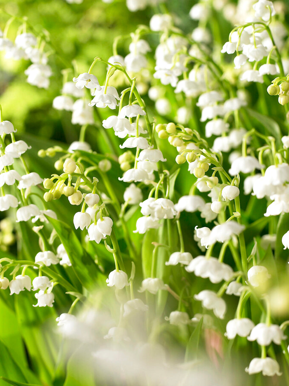 Convallaria Majalis Lily of the Valley Pips Buy Lily Of The Valley convallaria-majalis-lily-of-the-valley-pips-buy-lily-of-the-valley