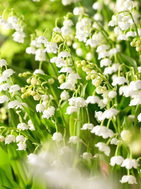 Grow Convallaria majalis (Lily of the valley) Pips