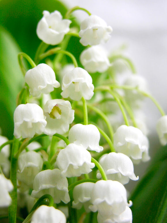 Convallaria majalis (Lily of the valley)