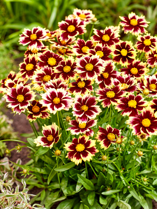 Coreopsis Solar Fancy, Tickseed bare roots