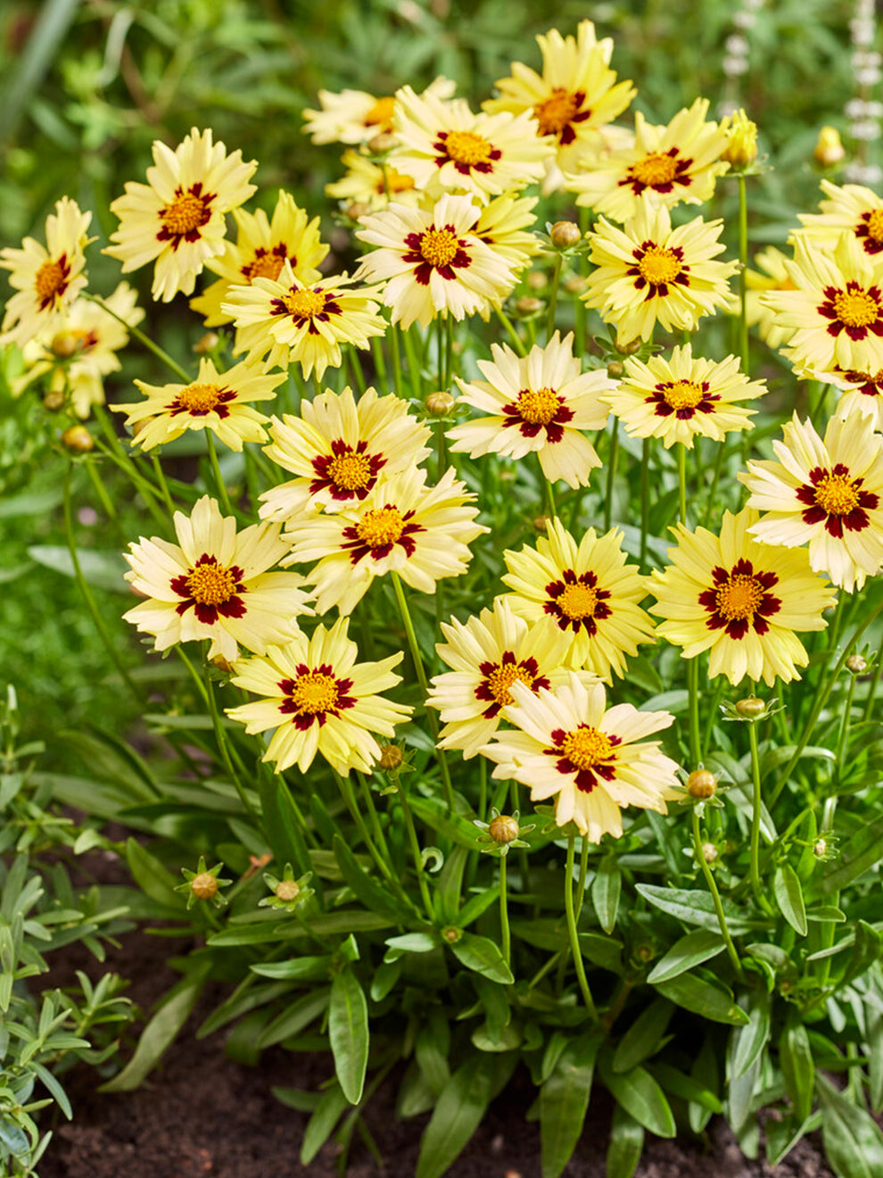 Coreopsis 'Solar Moon' – Golden Tickseed | DutchGrown™ UK